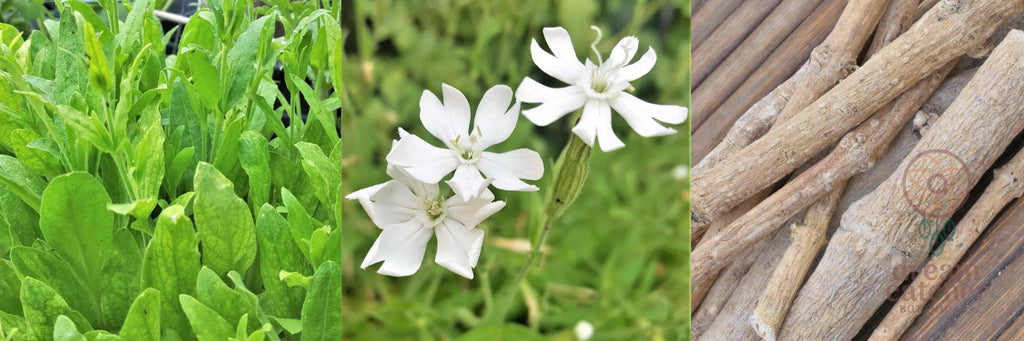 African Dream Root Plant Leaf Flowers Roots Silene Capensis LUCID DREAM HERB Lucid Dreaming Dream Recall Prophetic Dreams Clairvoyance Shamanic Dream Clarity