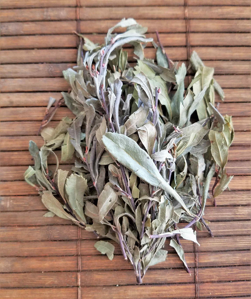Sweet Gale Myrica Gale
