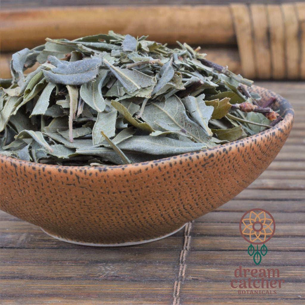 Sweet Gale Myrica gale RELAXING SLEEP LUCID DREAM HERB