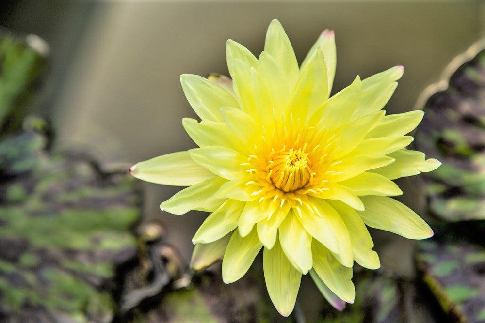 Yellow lotus flowers blossom nympheae lutea harvesting Nymphaea rubra Red Lotus for Deepening Shamanic, Meditation, Dreaming or Yogic Practices. Activate, Open, Cultivate and Enhance THIRD EYE Activity. DREAM HERB